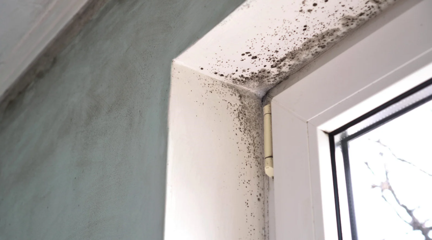 mould-in-house
